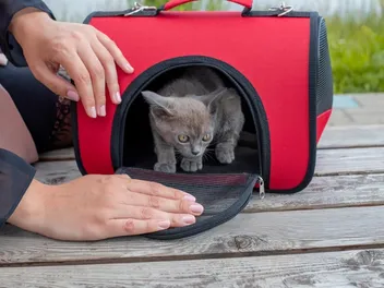 Traveling With Kittens: 9 Vet-Approved Tips