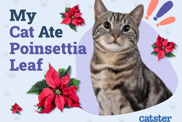 My Cat Ate a Poinsettia Leaf, Here’s What to Do (Vet Answer)