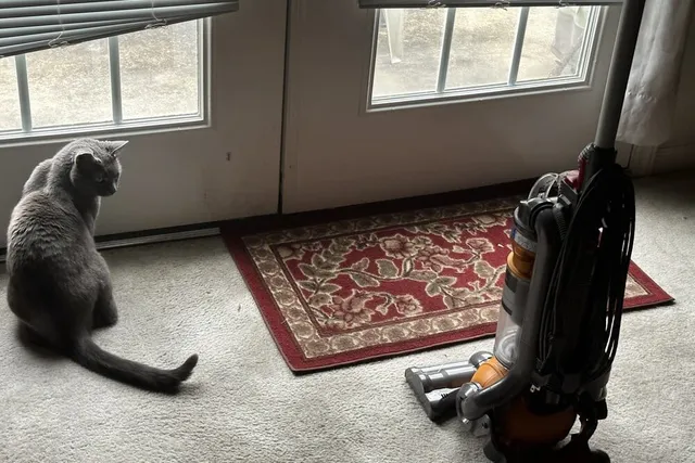 Olga and the Vacuum: How I Helped Her Cope