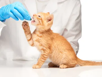 When Can Kittens Be Dewormed? The Safest Age & FAQ (Vet-Verified)
