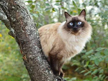 26 Medium-Hair Cat Breeds (With Info & Pictures)