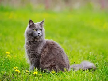 Keeping Cats Safe in Summer: 7 Tips That Don't Just Involve the Heat