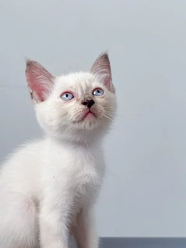scottish fold siamese mix kitten