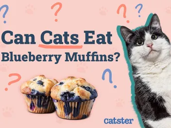 Can Cats Eat Blueberry Muffins? Vet Approved Facts & FAQ
