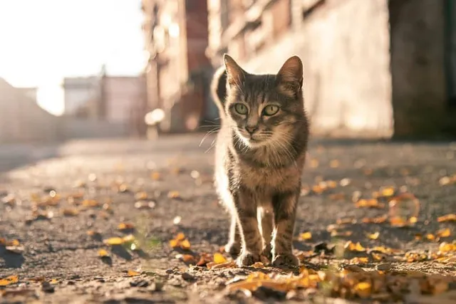 What to Feed a Stray Cat That Shows Up at Your Door? Our Vet Answers