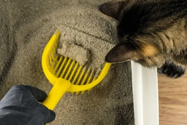 Can I Flush Cat Litter? Vet-Reviewed Facts & FAQ