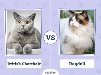 British Shorthair Cat vs Ragdoll Cat: What's the Difference? (With Pictures)