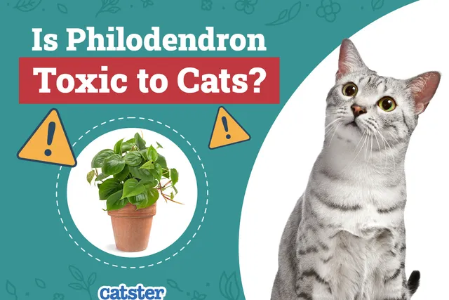 Is Philodendron Toxic to Cats? Vet-Reviewed Houseplants Examined