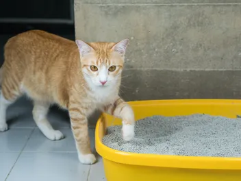 How to Litter Train a Stray Cat: 9 Vet-Reviewed Tips & Tricks