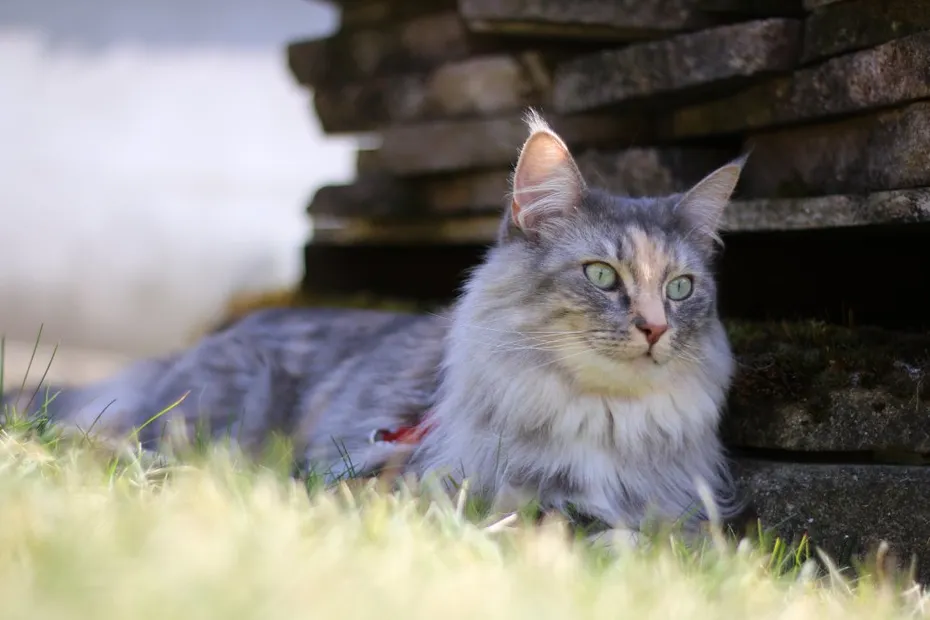 blue silver patched tabby norwegian forest cat hiding from the sun