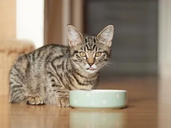 How to Put Your Cat on a Diet: 20 Tips to Lose Weight (Vet Answer)