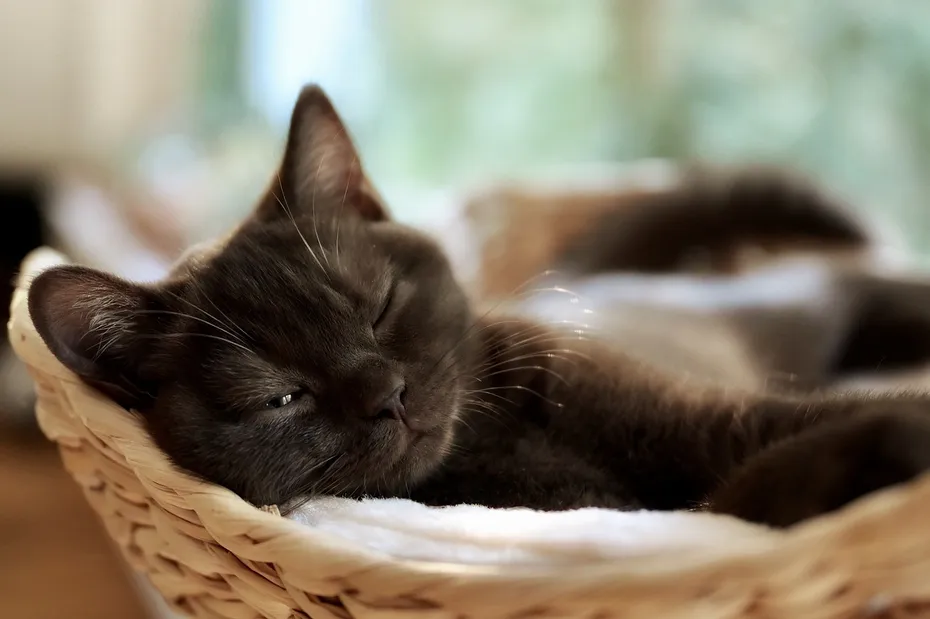 a cat sleeping with one eye half open