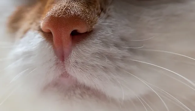 Why Does My Cat Have a Stuffy Nose? 9 Vet Reviewed Reasons