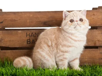 Exotic Shorthair Munchkin Cat Mix: Info, Pictures, Temperament & More