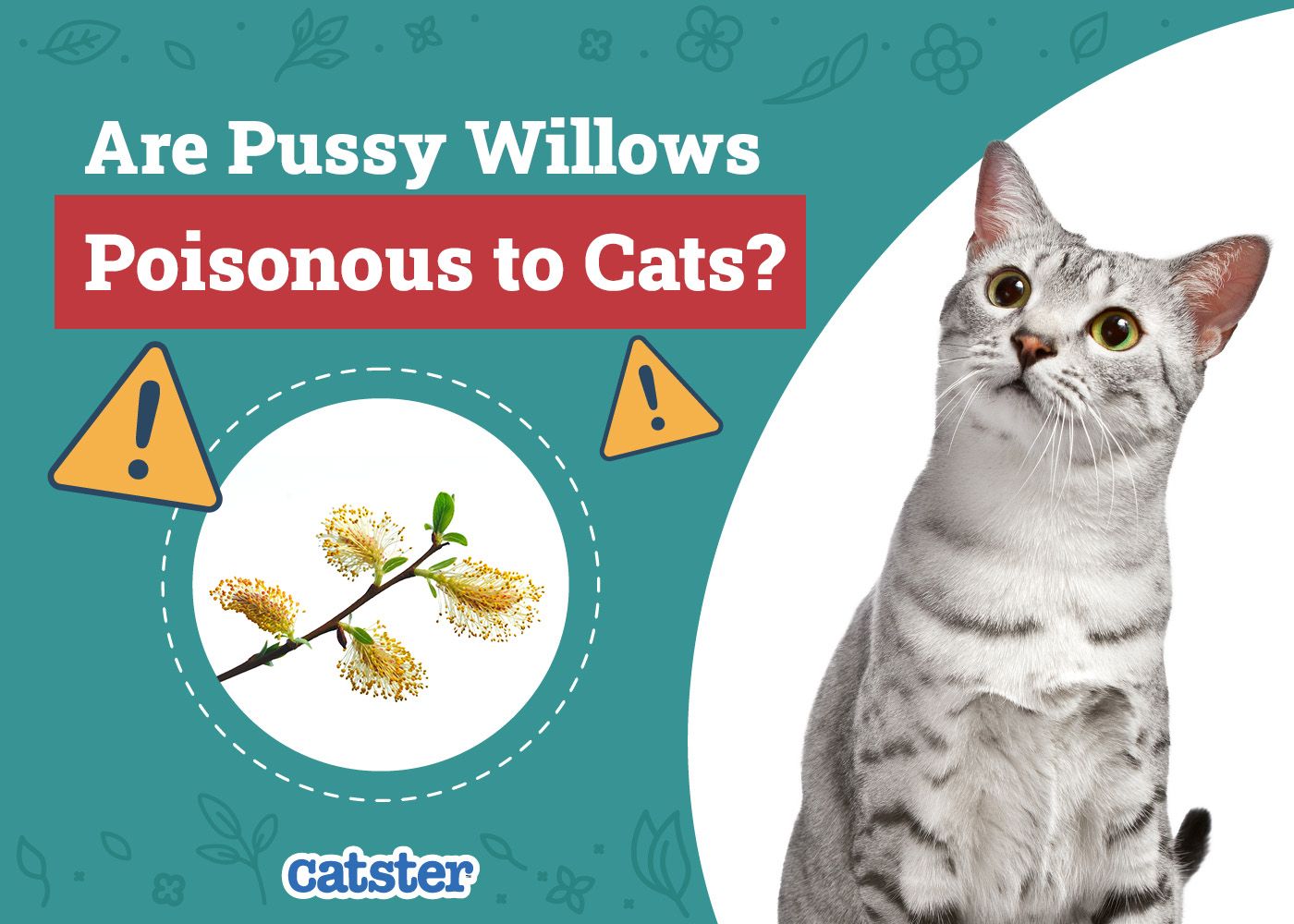 Catster_Are Pussy Willows Poisonous to Cats