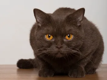 12 Round-Face Cat Breeds: Top Choices for Your Home (With Info & Pictures)