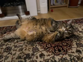 A Cat Owner’s Manual for Pain Part 1: Recognizing Pain