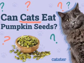 Can Cats Eat Pumpkin Seeds? Vet-Reviewed Nutrition Facts & FAQ