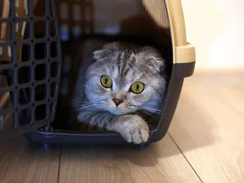How to Get a Feral Cat Into a Carrier: 14 Expert Tips & Tricks