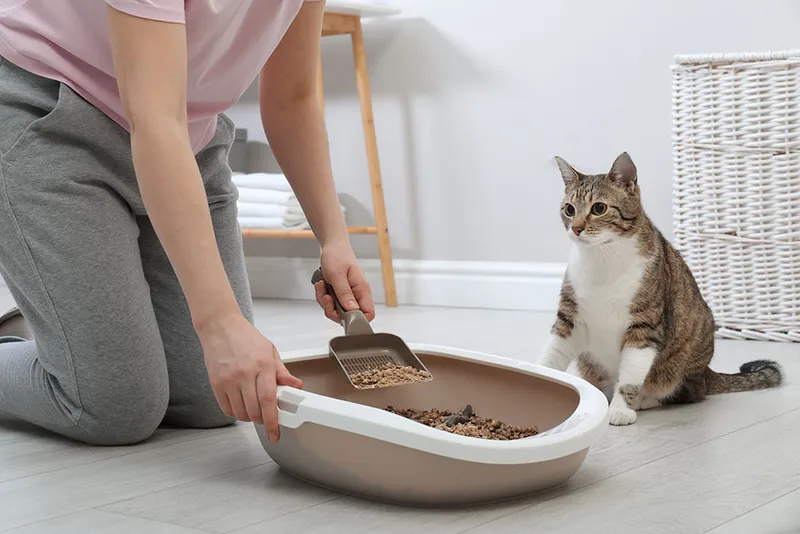 woman cleaning cat litter at home