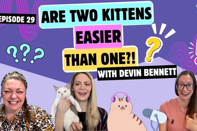Chatting with Devin About Here! Have a Kitten, Fostering, & Why Two Are Better Than One | Chatty Cattys, Episode 29