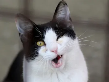 Why One Squinting Eye in Cats Is Never Worth Ignoring