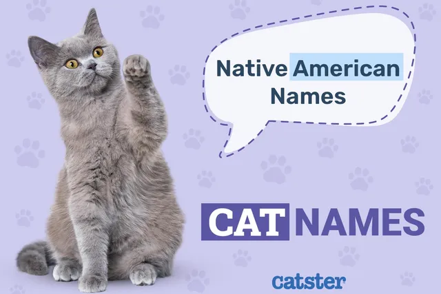 100+ Native American Cat Names: Ideas for Strong and Dignified Cats