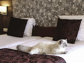 9 Pet Friendly Hotels in Wilmington, NC (2026 Update)