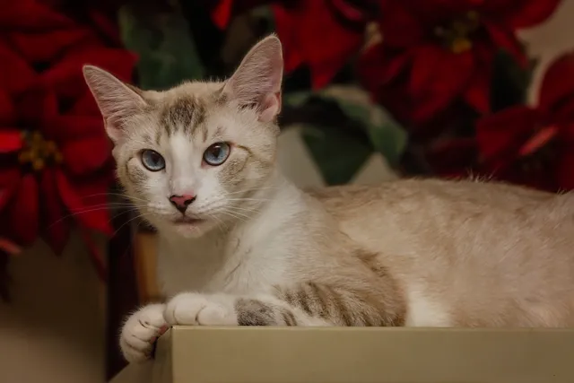 Do Siamese Mix Cats Make Good Pets? Vet-Reviewed Facts & FAQ