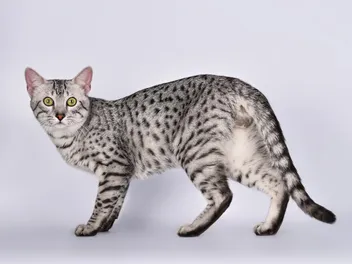 Are Egyptian Maus Hypoallergenic? Vet-Approved Facts & FAQ