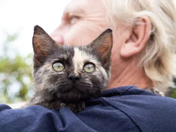 Can Cats Be Service Animals? Vet-Approved Guide