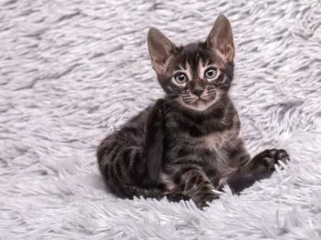 Charcoal Bengal Cat Breed Info: Pictures, Facts, Origins