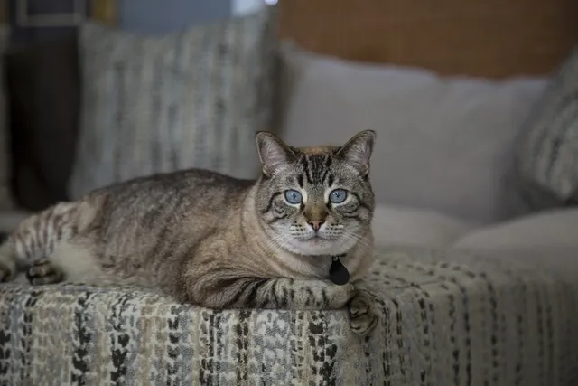 How Much Do Siamese Cats Purr? Facts & FAQ