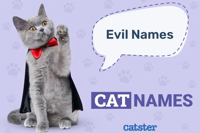 150+ Evil Cat Names: Great Ideas for Your Dastardly Cat