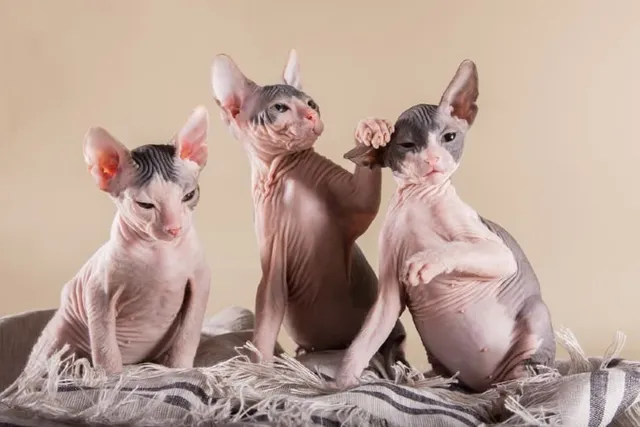 Sphynx Kittens for Sale in the USA: 2026 Breeders List