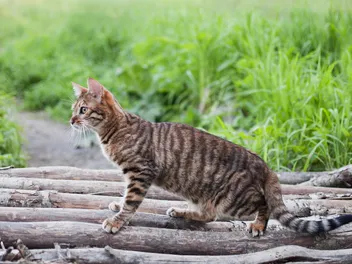 Why Does My Cat Want to Go Outside So Bad? 6 Vet Approved Reasons