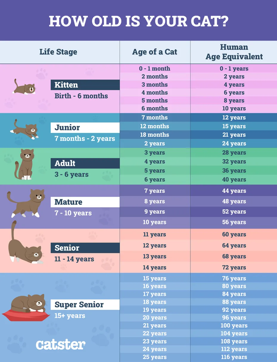 How old is your cat in human years