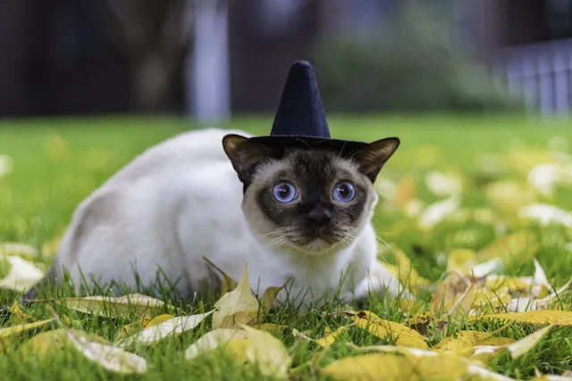 17 Free DIY Hats for Cats You Can Create at Home (With Pictures)