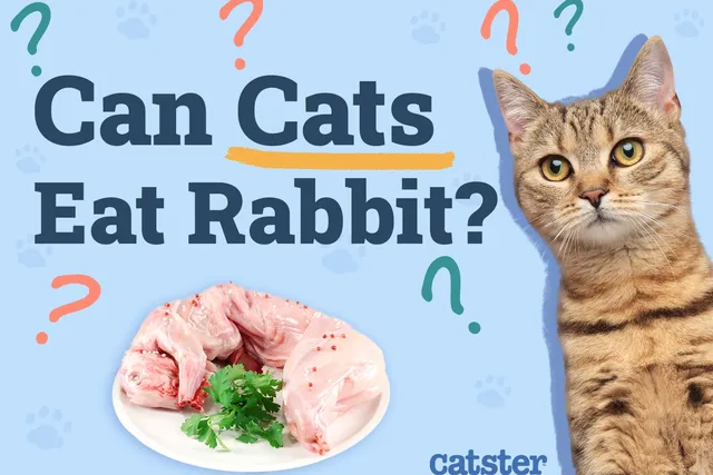 Can Cats Eat Rabbit? Vet-Verified Health Risks & Precautions