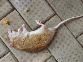 Can Cats Get Sick From Eating Poisoned Rodents? Vet-Explained Signs, Prevention & FAQ