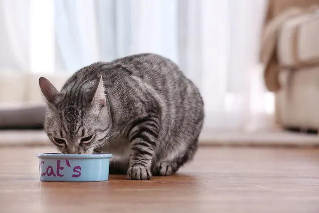 What’s the Best Material for Cat Bowls? Vet-Reviewed Types, Pros & Cons