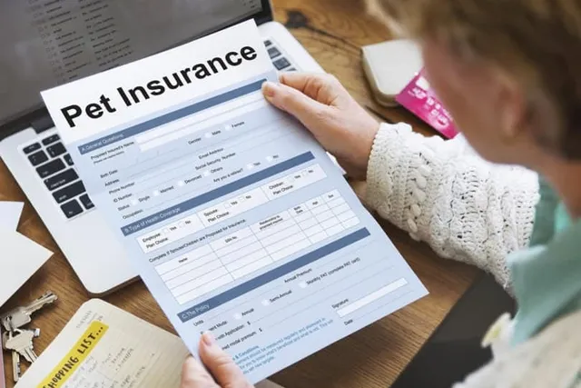What Does Pet Insurance Cover for a Cat? Plans, Exclusions, Deductibles & More