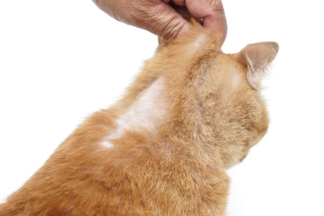 Bald Spots on Cats: 10 Vet-Verified Causes & Treatment Options