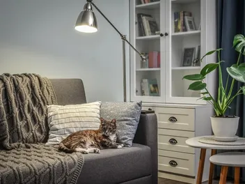Are Heat Lamps Safe for Cats? Vet-Verified Safety Facts, Tips & Alternatives