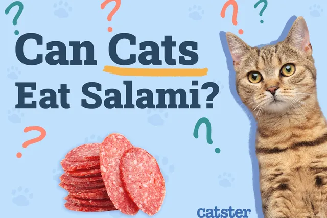 Can Cats Eat Salami? Vet-Reviewed Risks & Healthy Alternatives