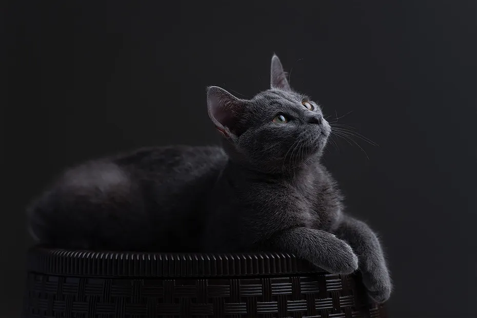 Russian Blue Cat