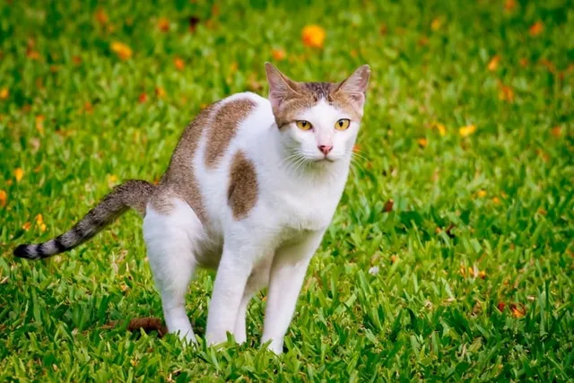 Why Do Cats Poop on Grass? 3 Vet-Reviewed Reasons & How to Stop It