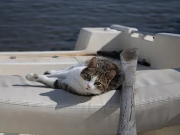 Do Cats Get Seasick? Vet-Reviewed Facts & Info