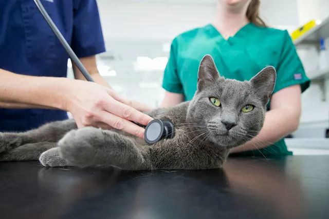 What Is a Normal Heart Rate for a Cat? Vet-Approved Facts & Health Tips
