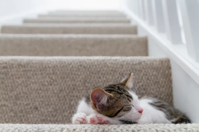 Can Kittens Climb Stairs? Early Development & Safety Info (Vet-Verified)